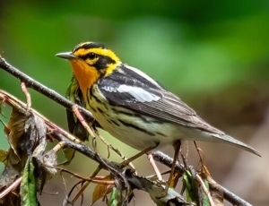 Fall Migration Bird Walk with Expert Birder, Holger Pflicke!